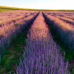 Turismo rural governador sanciona lei que cria a Rota da Lavanda no Paraná - Foto Het Dor