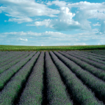 Turismo rural governador sanciona lei que cria a Rota da Lavanda no Paraná - Foto Het Dorp (2)