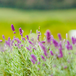 Turismo rural governador sanciona lei que cria a Rota da Lavanda no Paraná - Foto Het Dorp (3)