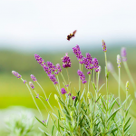 Turismo rural governador sanciona lei que cria a Rota da Lavanda no Paraná - Foto Het Dorp (5)