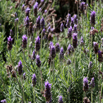 Turismo rural governador sanciona lei que cria a Rota da Lavanda no Paraná-Foto Jaelson Lucas