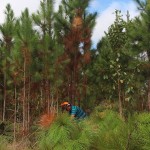 pinus_pg_2