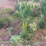 Policia Ambiental São Mateus do Sul 2