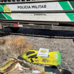 Ações do final de semana Policia Ambiental  (2)