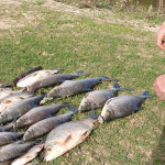 Ações do final de semana Policia Ambiental  (7)