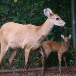 Cervo-do-pantanal e filhote. Foto  Arquivo Itaipu Binacional