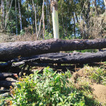 Polícia Ambiental SJT  (4)