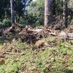 Polícia Ambiental SJT  (8)