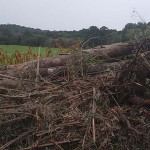 Polícia Ambiental - Papagaios Novos  (3)