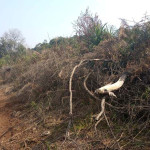 São Mateus do  Sul - Polícia Ambiental  (1)